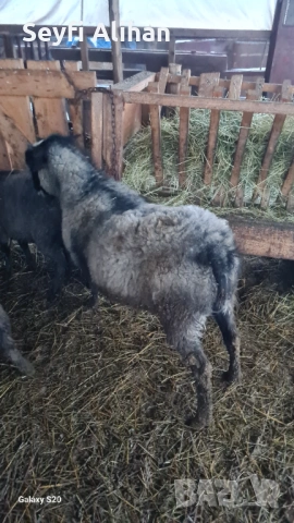 РОМАНОВСКА , снимка 3 - Други животни - 53193594