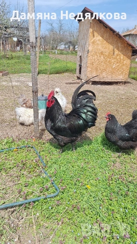 яйца от австралорп и копринка 