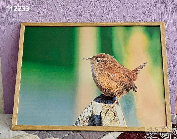 Авторски фотографии, снимка 2 - Картини - 44567363