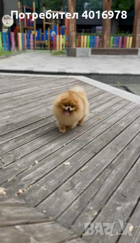 Померан Момиче с Родословие FCI, снимка 7 - Померан - 52822321