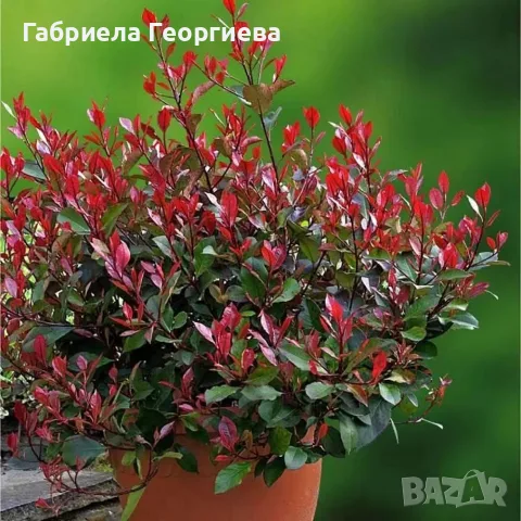 Фотиния литл ред робин 