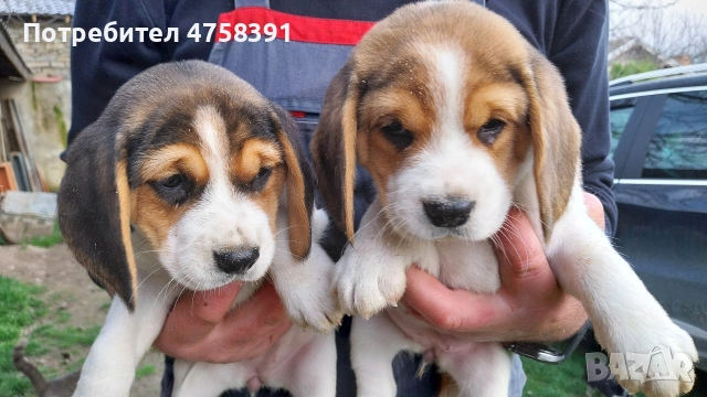 Бигъл Бигълчета 