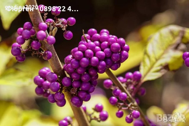 Каликарпа - Налични 2 вида Бяла - Callicarpa dichotoma Albibacea Лилава -Callicarpa dichotoma 'Issai, снимка 3 - Градински цветя и растения - 42145718