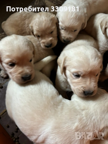 Голдън ретривър, снимка 2 - Голдън ретривър - 53024926