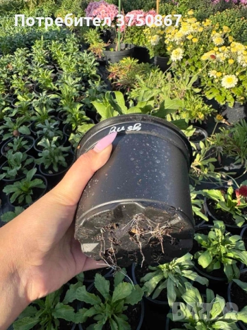 💚🩷💚 Шибой - Sugar Rush Mix, снимка 3 - Градински цветя и растения - 52084869