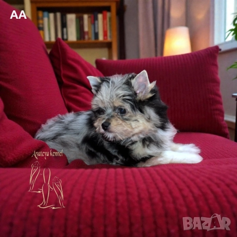 Резервирана! Йоркширски териер, момиче, с цвят синьо мерле, снимка 2 - Йоркширски териер - 52588773