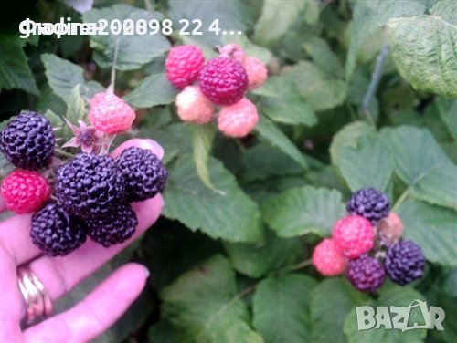 Лилава малина (Glencoe) , снимка 4 - Разсади - 38067257