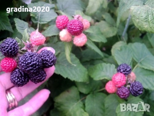 Лилава малина (Glencoe), снимка 5 - Разсади - 52032050