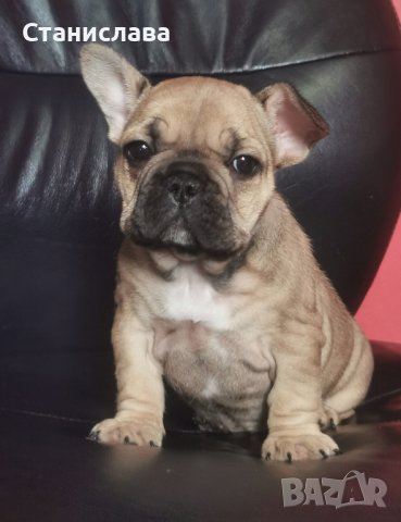 френски булдог /French Bulldog, снимка 12 - Френски булдог - 44400276