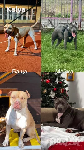 Продавам питбулчета, снимка 4 - Питбул - 56450963