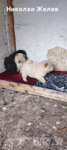 Кученца чау чау родени на 17.10, снимка 6 - Други - 52359629
