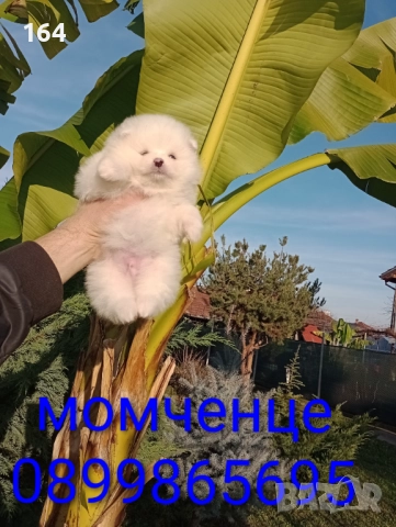 Померани. Мъжки и женски бели момичета.