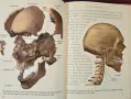 The Head and Neck. Learning How We Use Our Muscles, снимка 6
