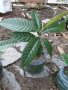 Японска мушмула , снимка 1 - Градински цветя и растения - 31277559