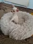 Чихуахуа женско , снимка 2