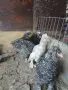 пилета струмски стандарт , снимка 2