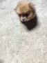 шпиц померан , снимка 5