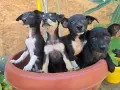 Продават се пинчерчета, снимка 1