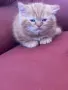 Шотландки котки, снимка 5