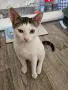 Братче и сестриче търсят любящ дом!, снимка 8