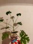 Индрише, лезетра разсад и големи растения, снимка 9