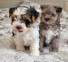 Йоркширски Териер Мерле и Бивер, снимка 4