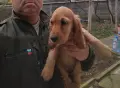 Кокер Шпаньол,, , снимка 5