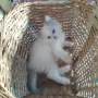 котета Регдол на 2месеца, снимка 2