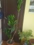 Голяма Драцена, снимка 1 - Стайни растения - 21113404