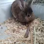 Декоративно зайче , снимка 2