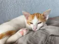 ПОДАРЯВАМ женски котенца, снимка 2