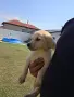 Лабладор Ретривър.., снимка 5