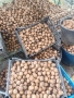 Био Орехи , Еко продукт , Домашни , екологично производство , снимка 8