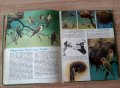 Детска енциклопедия за грабливите птици на Европа1990г, снимка 4