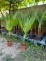 ТОП ОФЕРТА Палми Вашингтония ( Washingtonia ) - Цена 15.90лв, снимка 2
