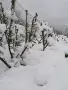 Градински студоустойчиви кактуси, снимка 10