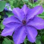 Clematis ‘The President’ (Клематис Президент), снимка 1