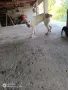 Чисто кръвни алабай, снимка 5