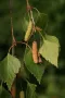 Бяла бреза (Betula pendula), снимка 6