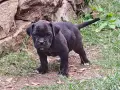 Продавам кученца Кане Корсо , снимка 9