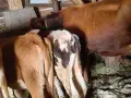 различна възраст телета, снимка 10