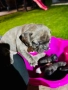 Френски булдог, снимка 3