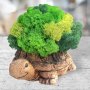 Кашпи "Костенурки" със скандинавски мъх , снимка 3