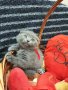 Шотландски клепоухи котета, снимка 7