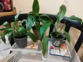 Спатифилум/Лилия на мира 1.50 €, снимка 6
