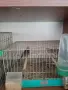 Продавам канарчета, снимка 5