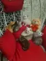 Британски късокосмести , снимка 1