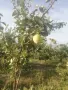 Продавам български дюли            , снимка 7