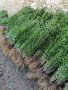 Лигуструм на гол корен /ligustrum, снимка 1 - Градински цветя и растения - 42135901