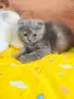 женско клепоухо шотландско коте, снимка 9